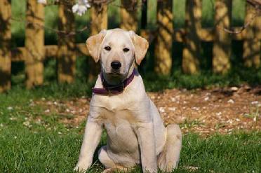 white labrador golden retriever mix