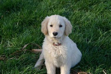 white labrador golden retriever mix